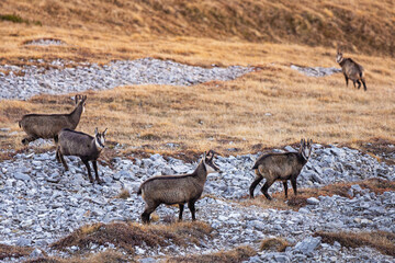 Chamois are walking on a rocky mountain slope with dry grass