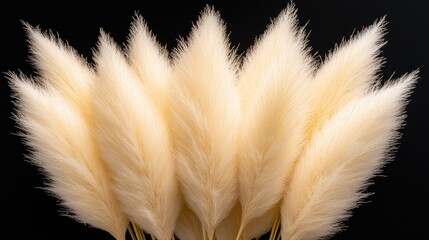 Obraz premium Cream pampas grass bouquet, dark background, home decor (1)