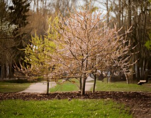 Fototapeta premium Nature's Beauty Collection: Landscapes, Trees, and Idyllic Views
