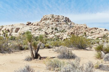 Joshua Tree National Park's beautiful Barker Dam Trail