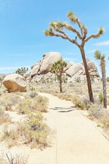 Joshua Tree National Park's incredible Cap Rock Trail