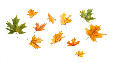 Obraz premium Colorful autumn leaves scattered on a white background showcasing seasonal change and nature's beauty