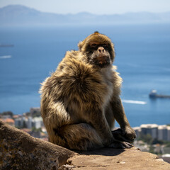 Gibraltar monkey