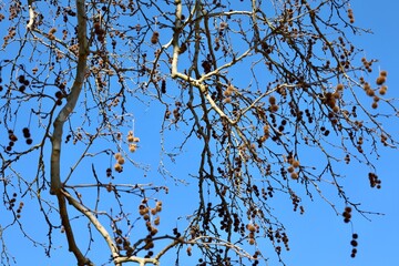 Large ancient tree, sycamore. High quality photo