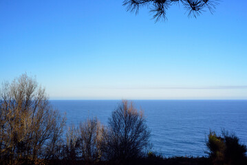Arboles sin hojas en arboles junto al mar