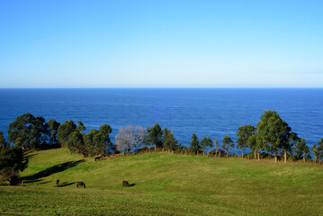 Animales distantes en ladera verde junto al mar