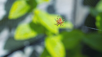 European Garden Spider  in spider web