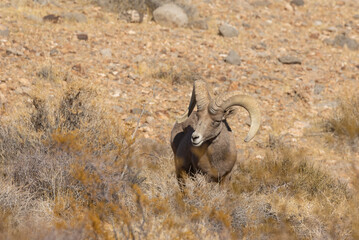 Desert Bighorn Sheep Ram in the Nevada Desert