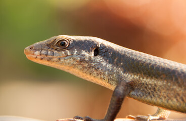 Lizard, close-up