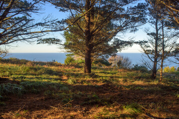 Bosque de pinos secos junto al mar en Asturias
