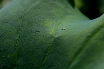 water drop on lotus leaf