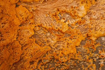 Abstract of an algae mat in an hot spring