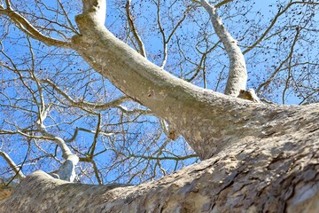 Large ancient tree, sycamore. High quality photo