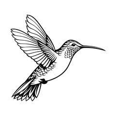 Obraz premium Humming bird detailed vector illustration isolated on a white background