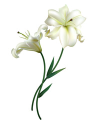 Obraz premium Two beautiful white lilies. Flowers. Floral background. Bouquet. Isolated. Green leaves.