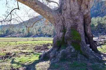Large ancient tree, sycamore. High quality photo