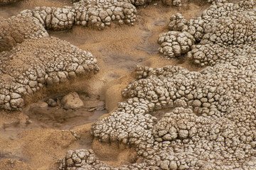 Thermophiles in a hot spring