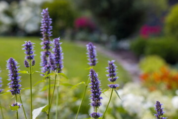 Close-up of vibrant purple Agastache Hyssop flowers. Detailed view of their unique flower spikes.