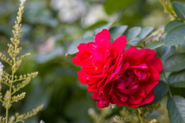 Close-up of a beautiful red rose in full bloom. Velvety petals and vibrant color. Blurred green background.