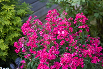 Fototapeta premium This image showcases a vibrant cluster of pink phlox flowers in full bloom, surrounded by lush green foliage.