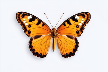 Close-up view of a vibrant orange butterfly showcasing intricate patterns.