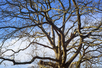 Ramas sin hojas en roble en invierno