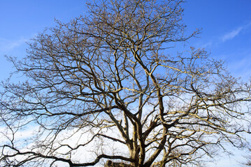 Ramas sin hojas en roble en invierno
