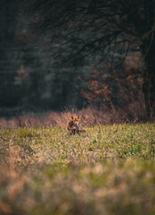Renard