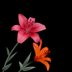 Two beautiful pink and orange lilies on a black background. Floral background. Flowers. Bouquet. Green leaves.