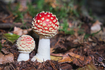 Two Fly Agaric Mushrooms Growing On Forest Floor