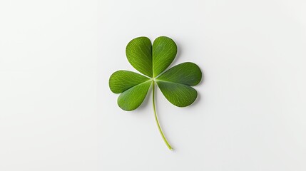 a four leaf clover on a white background 