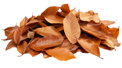 Pile of dried brown autumn leaves on transparent background