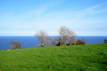 Obraz premium Árboles sin hojas en pradera verde junto al mar en Asturias