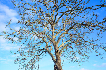 Ramas sin hojas en roble en invierno