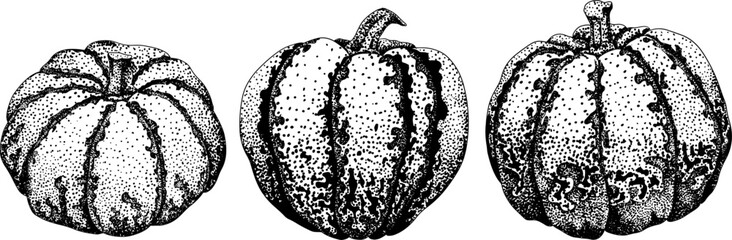 Hand drawn, vector, engraving illustration of different types of pumpkins. Autumn vegetable, fall gourd. Seasonal, Halloween and Thanksgiving decoration.	