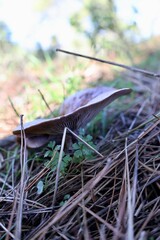 Brown mushroom grass. High quality photo