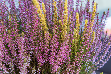 Obraz premium Autumn flower Heather - Calluna vulgaris in a flowerpot on a windowsill on a balcony