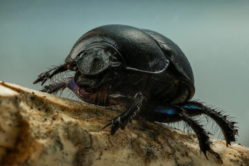 Detailed macro photo of a dung beetle on textured wood. Close-up view of its intricate features and spiky legs.