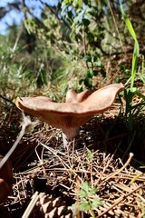 Brown mushroom grass. High quality photo