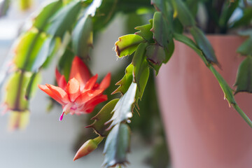 A potted Christmas cactus is on a windowsill near a window. The cactus has a red flower