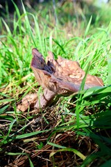 Brown mushroom grass. High quality photo