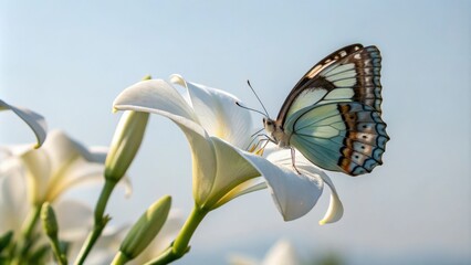 Delicate butterfly with iridescent wings resting on a white flower petal, outdoors, soft, bloom, delicate, gentle