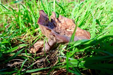 Brown mushroom grass. High quality photo