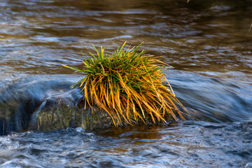River grass