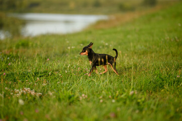 Lonely lost dog without leash, runs across meadow in search of owner, looking for him with fear. Sad little abandoned dog, Russian toy terrier who ran away from its owner during walk. Homeless dog