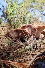 Brown mushroom grass. High quality photo