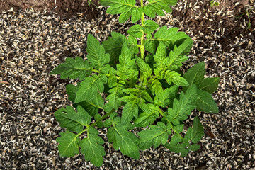 Bright green tomato sprout in a greenhouse in spring, the soil is mulched