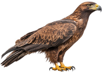 Obraz premium golden eagle isolated on white