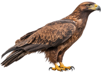 golden eagle isolated on white
