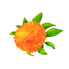 A safflower blossom with vibrant orange-yellow hues. This watercolor illustration is perfect for home decor accents, botanical illustrations, or product packaging with a natural focus.